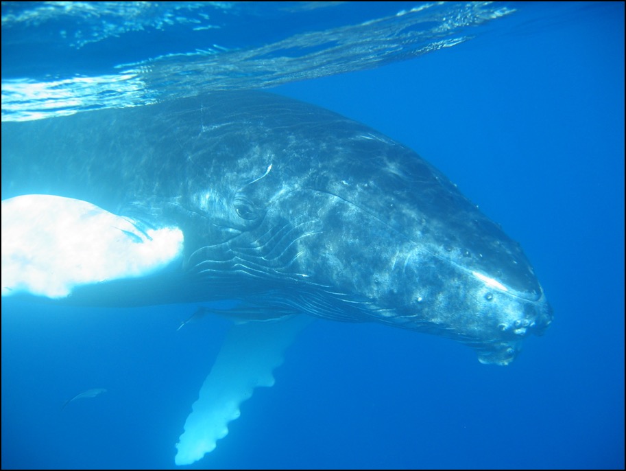 Humpback whale eye closeup Dominican Republic